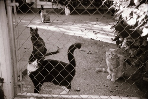 Click to see PIC 7-CARTER 7-23 of Dean Lawrence and Cats (PIC 7-CARTER 7)