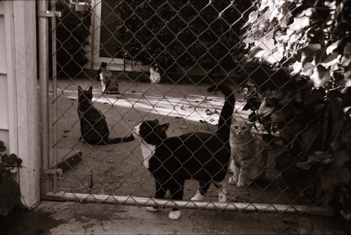 Click to see PIC 7-CARTER 7-24 of Dean Lawrence and Cats (PIC 7-CARTER 7)
