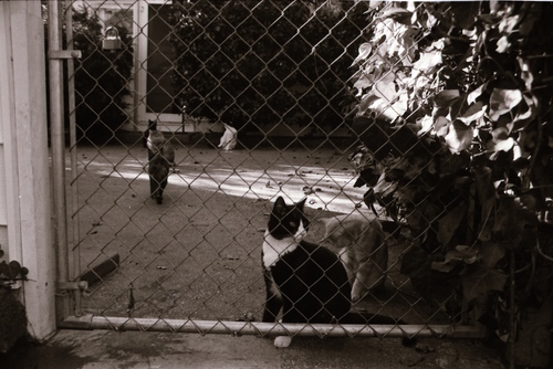 Click to see PIC 7-CARTER 7-25 of Dean Lawrence and Cats (PIC 7-CARTER 7)