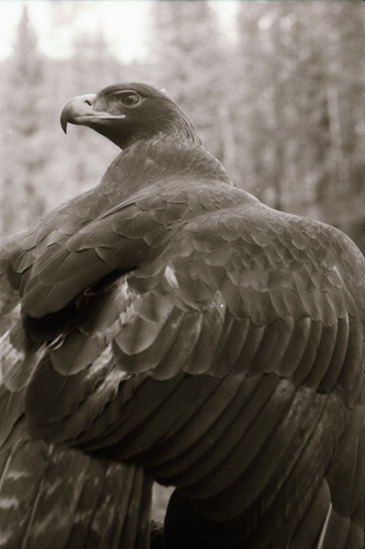 Click to see PIC 7-CARTER 3-12 of Falcon and Eagle Portraits (PIC 7-CARTER 3)