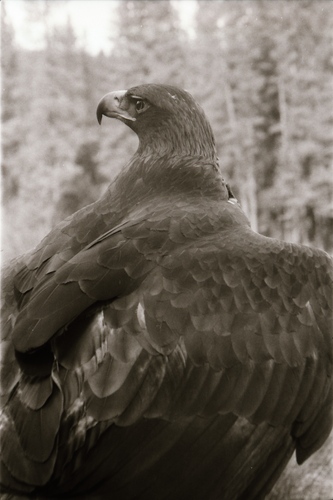 Click to see PIC 7-CARTER 3-14 of Falcon and Eagle Portraits (PIC 7-CARTER 3)