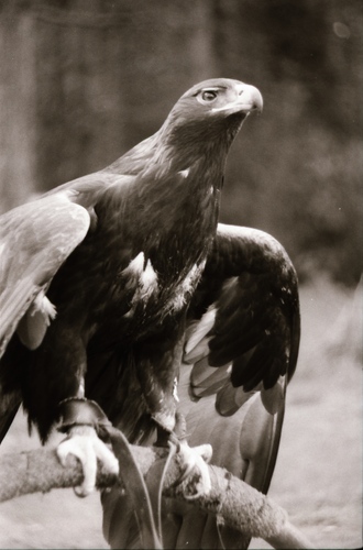 Click to see PIC 7-CARTER 3-21 of Falcon and Eagle Portraits (PIC 7-CARTER 3)