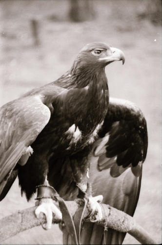 Click to see PIC 7-CARTER 3-22 of Falcon and Eagle Portraits (PIC 7-CARTER 3)