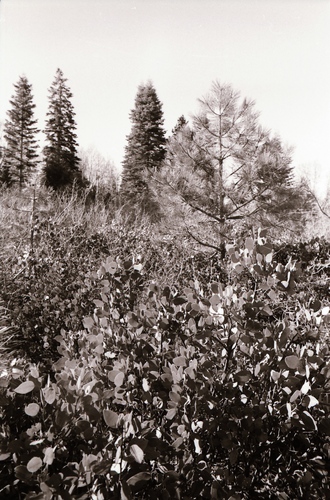 Click to see PIC 7-CARTER 35-33 of Forest Service Protest (PIC 7-CARTER 35)