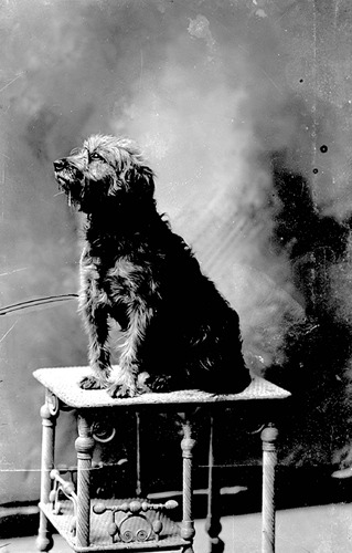 Click to see GP-2 of Moore Glass Plate Collection (GP-)