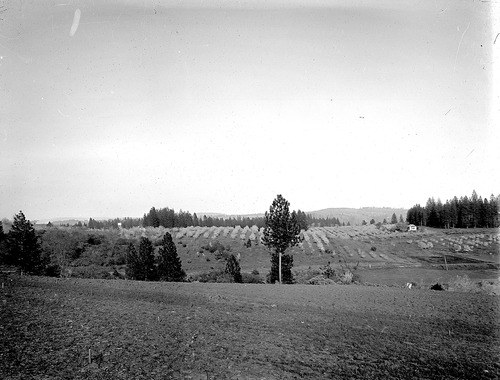 Click to see GP-8X10-21 of Moore Glass Plate Collection (GP-)