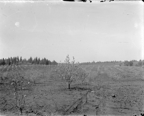 Click to see GP-8X10-22 of Moore Glass Plate Collection (GP-)
