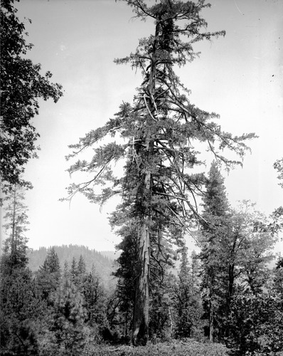 Click to see GP-8X10-37 of Moore Glass Plate Collection (GP-)