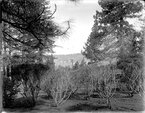 Click to see GP-8X10-46 of Moore Glass Plate Collection (GP-)
