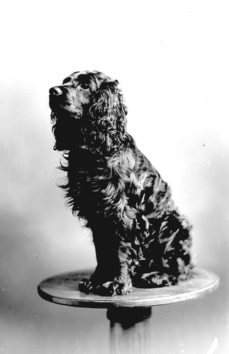Click to see GP-38 of Moore Glass Plate Collection (GP-)