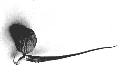 Click to see GP-94 of Moore Glass Plate Collection (GP-)
