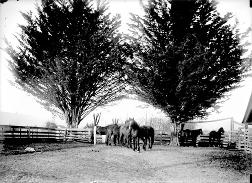 Click to see GP-136 of Moore Glass Plate Collection (GP-)