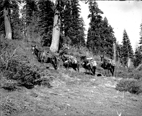 Click to see GP-DAVIS COLLECTION-9 of Davis Glass Plate Collection (GP-DAVIS)