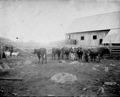 Click to see GP-FRANK 15 of Frank Glass Plate Collection (GP-FRANK)