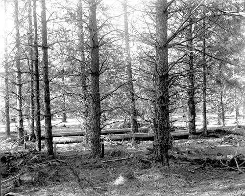 Click to see GP-HARTUNG 9 of Hartung Glass Plate Collection (GP-HARTUNG)