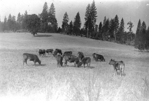 Click to see GP-INGRAM 23 of Ingram Glass Plate Collection (GP-INGRAM)