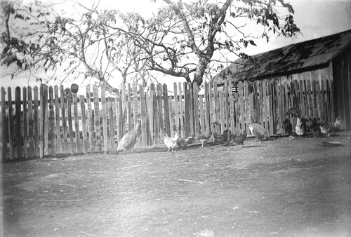 Click to see GP-MISC 12 of Miscellaneous Glass Plate Collection (GP-MISC)