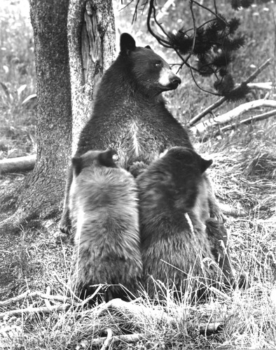 Click to see PIC 1-C 114 of Miscellaneous Photos (PIC 1-C)