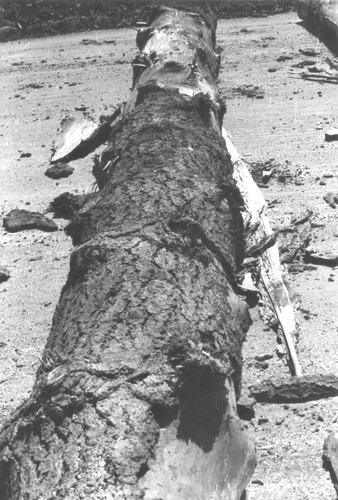 Click to see PIC 3-LU 98 of Lumber (PIC 3-LU)