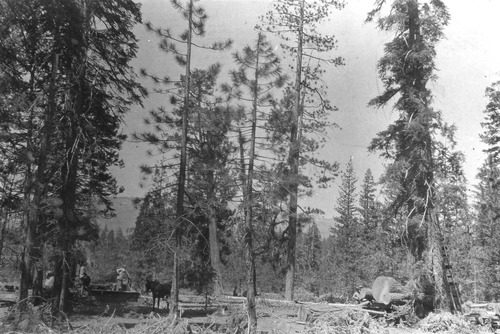 Click to see PIC 3-LU-T 129 of Lumber (PIC 3-LU)
