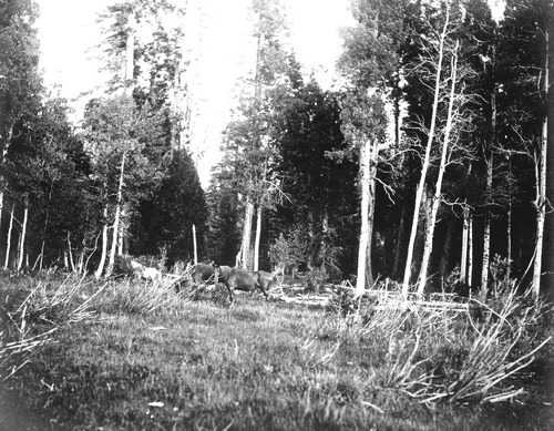 Click to see PIC 4-COU 1-D of Nevada County (PIC 4-COU)