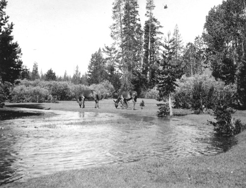 Click to see PIC 4-COU 5-A of Nevada County (PIC 4-COU)