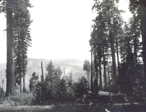 Click to see PIC 4-COU 10 of Nevada County (PIC 4-COU)