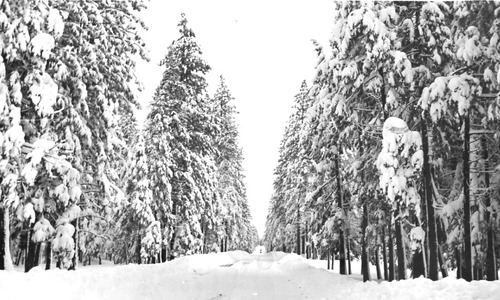 Click to see PIC 4-COU 16 of Nevada County (PIC 4-COU)