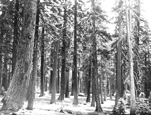 Click to see PIC 4-COU 18 of Nevada County (PIC 4-COU)