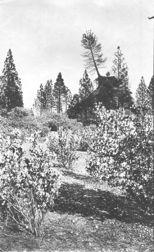 Click to see PIC 4-NEV1 80B of Nevada City (PIC 4-NEV)