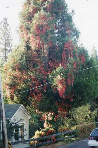 Click to see PIC 4-NEV7 693 of Nevada City (PIC 4-NEV)