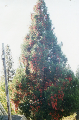 Click to see PIC 4-NEV7 694 of Nevada City (PIC 4-NEV)