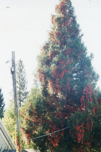 Click to see PIC 4-NEV7 695 of Nevada City (PIC 4-NEV)
