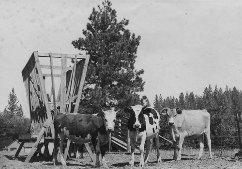Click to see PIC 5-N 42 of Nevada County (Out of town) (PIC 5-N)