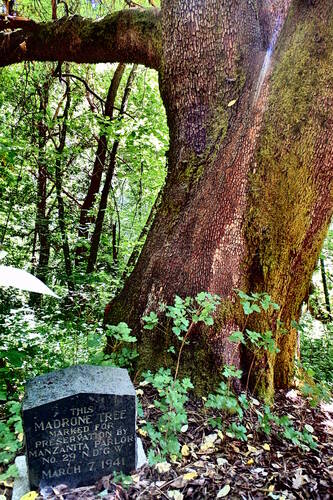 Click to see PIC 5-N 96C of Nevada County (Out of town) (PIC 5-N)