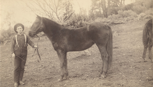 Click to see PIC 5-TRA-H 7 of Horses and horse drawn vehicles (PIC 5-TRA-H)