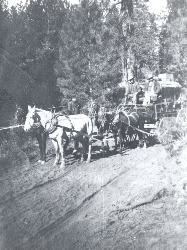 Click to see PIC 5 TRA-H 17 of Horses and horse drawn vehicles (PIC 5-TRA-H)