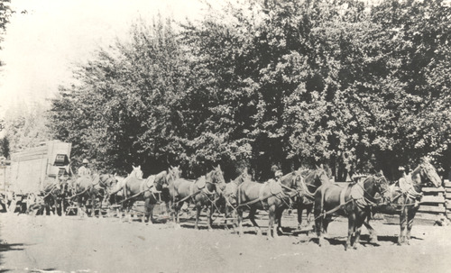 Click to see PIC 5-TRA-H 21 of Horses and horse drawn vehicles (PIC 5-TRA-H)