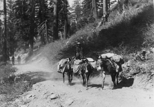 Click to see PIC 5-TRA-H 48 of Horses and horse drawn vehicles (PIC 5-TRA-H)