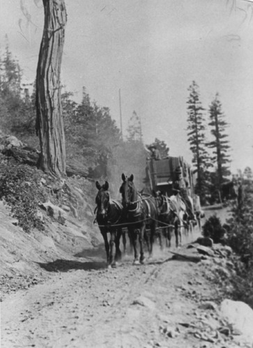 Click to see PIC 5-TRA-H 49 of Horses and horse drawn vehicles (PIC 5-TRA-H)