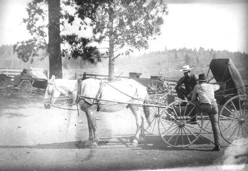 Click to see PIC 5-TRA-H 51 of Horses and horse drawn vehicles (PIC 5-TRA-H)