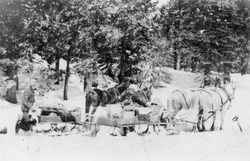 Click to see PIC 5-TRA-H 53 of Horses and horse drawn vehicles (PIC 5-TRA-H)