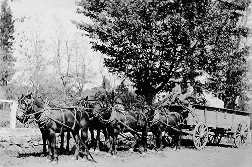 Click to see PIC 5-TRA-H 59 of Horses and horse drawn vehicles (PIC 5-TRA-H)