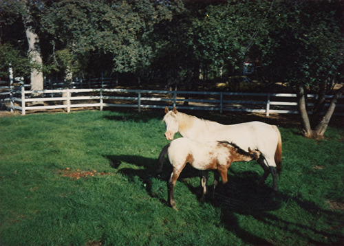 Click to see PIC 6-ADS 1818 A&B of Union Real Estate Ad Photos (PIC 6-ADS)