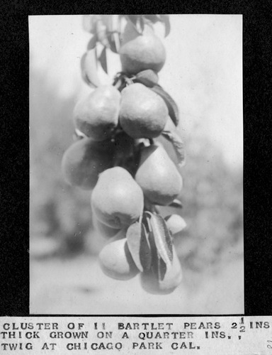 Click to see PIC 6-BRA 18 A, B of Fred Brandt photo album (PIC 6-BRA)