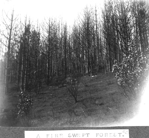 Click to see PIC 6-BRA 22 of Fred Brandt photo album (PIC 6-BRA)