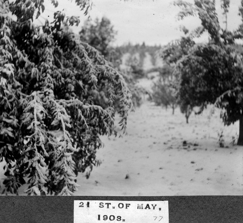 Click to see PIC 6-BRA 78 of Fred Brandt photo album (PIC 6-BRA)
