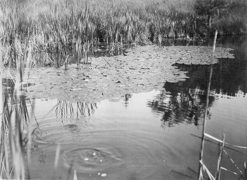 Click to see PIC 6-CAI 53 of Cairns family album (PIC 6-CAI)