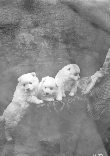 Click to see PIC 6-CAI 65 of Cairns family album (PIC 6-CAI)