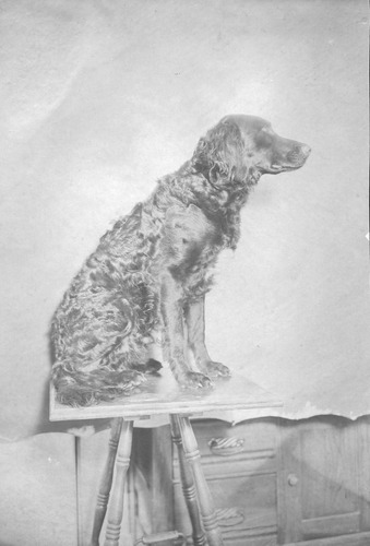 Click to see PIC 6-CAI 66 of Cairns family album (PIC 6-CAI)